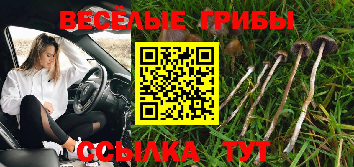 Псилоцибиновые грибы Cubensis Качканар